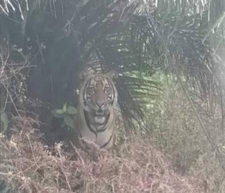 Ilustrasi penampakan harimau di Kecamatan Teluk Meranti, Pelalawan (foto/int)